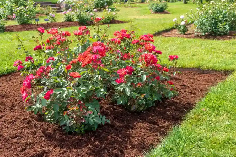 Common Mulching Mistakes And How To Avoid Them in Murrieta, CA Common Mulching Mistakes And How To Avoid Them in Murrieta, CA