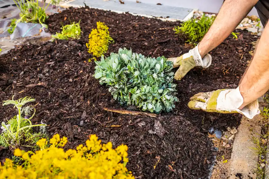 Top-rated Mulching Murrieta, CA Top-rated Mulching Murrieta, CA