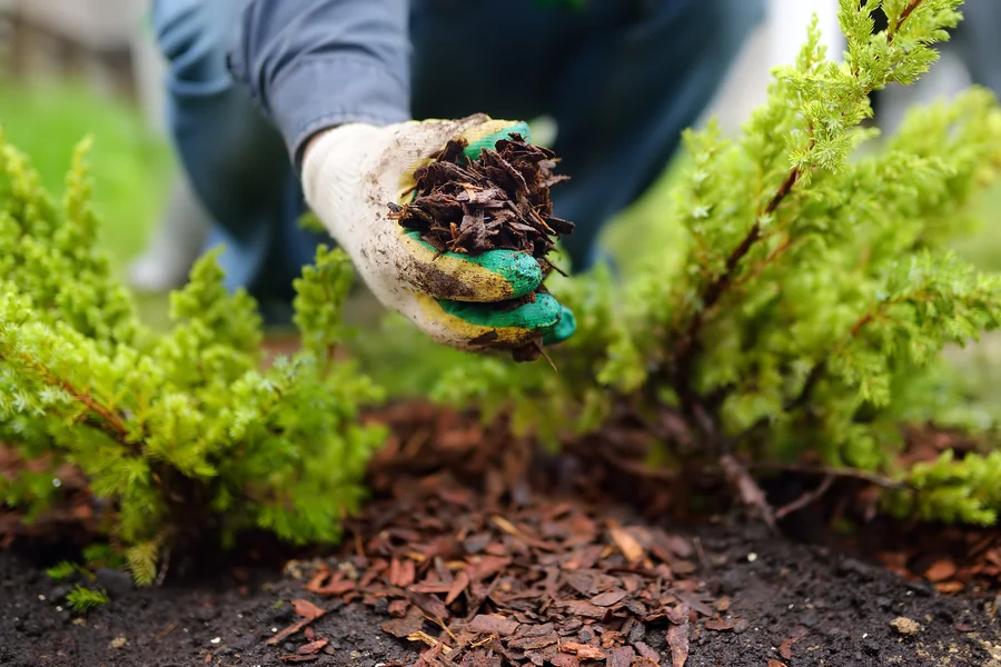 Understanding The Different Types Of Mulch And Their Uses Murrieta, CA Understanding The Different Types Of Mulch And Their Uses Murrieta, CA