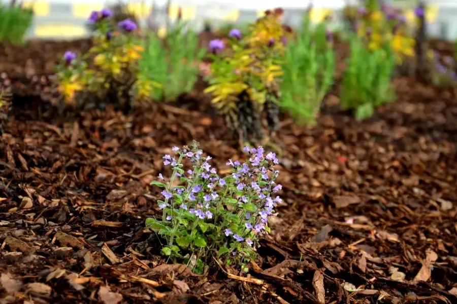 Understanding The Different Types Of Mulch And Their Uses in Murrieta, CA Understanding The Different Types Of Mulch And Their Uses in Murrieta, CA
